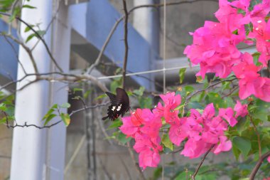 Beyaz arka planlı Bahar Çayırı