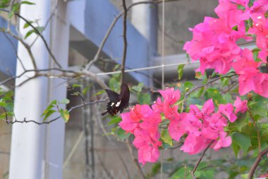 Beyaz arka planlı Bahar Çayırı