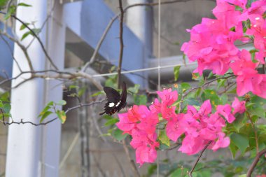 Beyaz arka planlı Bahar Çayırı