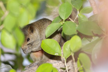 Ağacın üzerindeki Sciuridae. Sincap, kemirgen memeliler.