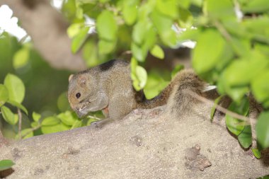 Ağacın üzerindeki Sciuridae. Sincap, kemirgen memeliler.