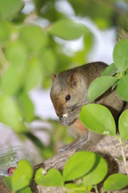 Ağacın üzerindeki Sciuridae. Sincap, kemirgen memeliler.