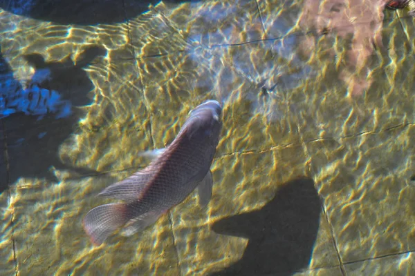 Ikan Koi. Dalam pood, simbol keberuntungan di asia — Stok Foto