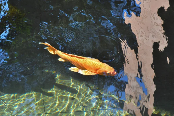 Peixe Koi. Em pood, símbolo de boa sorte na Ásia — Fotografia de Stock