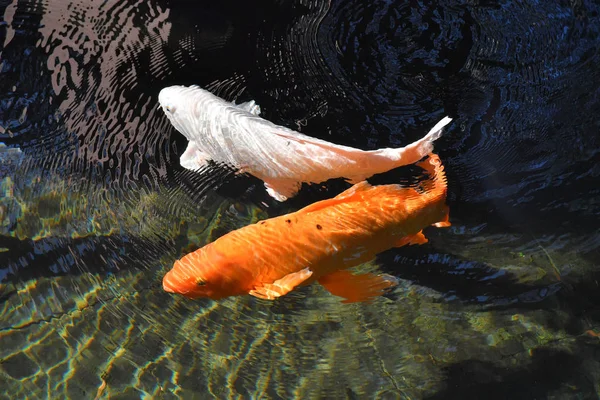 Peixe Koi. Em pood, símbolo de boa sorte na Ásia — Fotografia de Stock