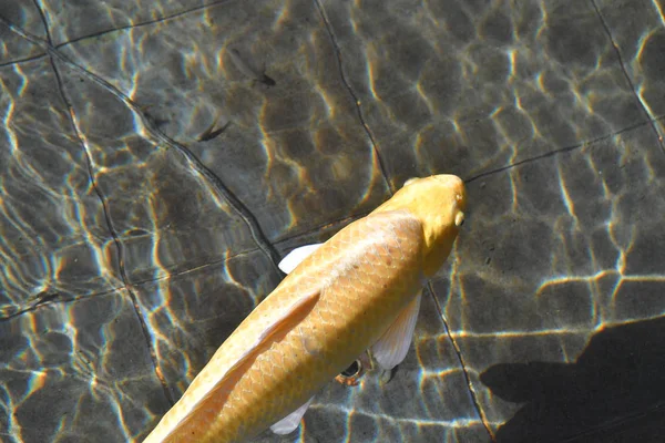 Ikan Koi. Dalam pood, simbol keberuntungan di asia — Stok Foto