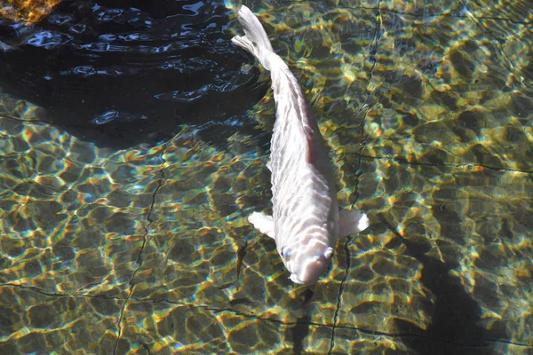 Ikan Koi. Dalam pood, simbol keberuntungan di asia — Stok Foto