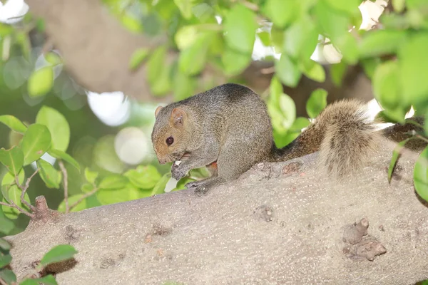 O Sciuridae na árvore. Esquilo, mamíferos roedores — Fotografia de Stock