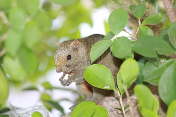 the Sciuridae on tree. Squirrel, Rodent mammals