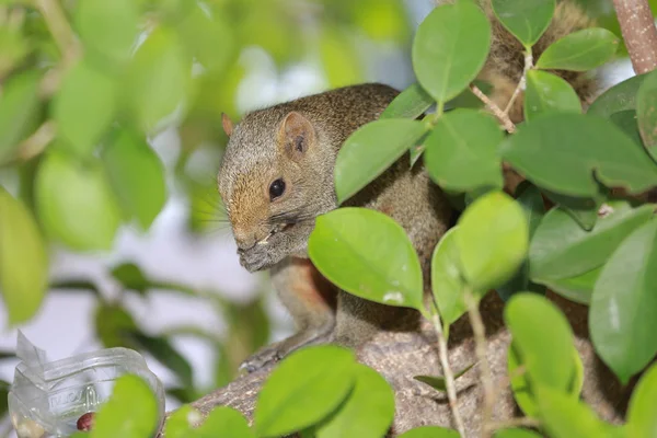 나무에 붙어 있는 쥐 과 (科). 다람쥐, 설치류 포유 동물 — 스톡 사진