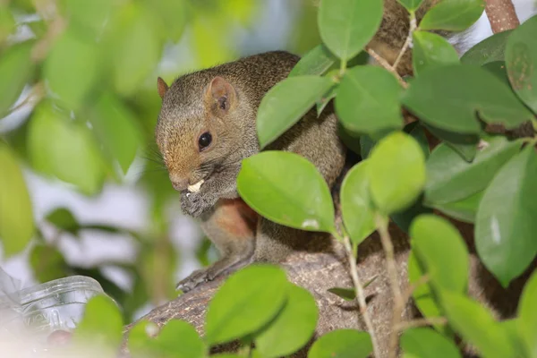 O Sciuridae na árvore. Esquilo, mamíferos roedores — Fotografia de Stock