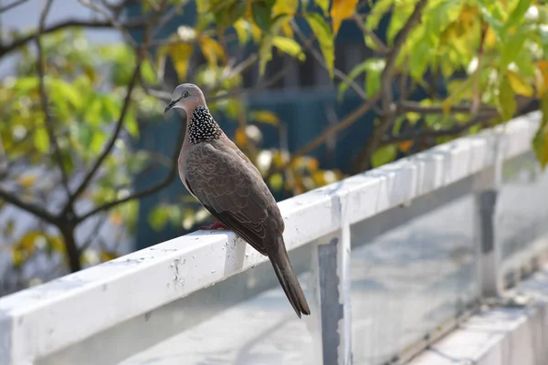 Un pájaro de palomas y la paloma.Pareja de pájaros . — Foto de Stock