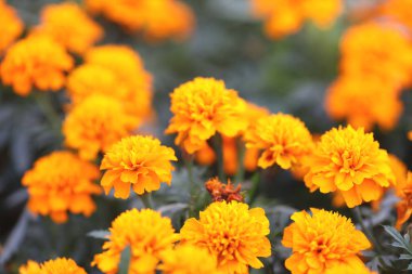 Bir Marigold Tagetes Erekta, Meksika kadife çiçeği, Aztek kadifesi, Af