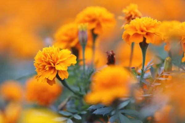 A Marigolds Tagetes erecta, Mexican marigold, Aztec marigold, Af — Stock Photo, Image