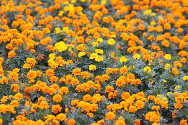 Kadife çiçekleri Tagetes erekta, Meksika kadife çiçeği, Aztek kadife çiçeği, Afri