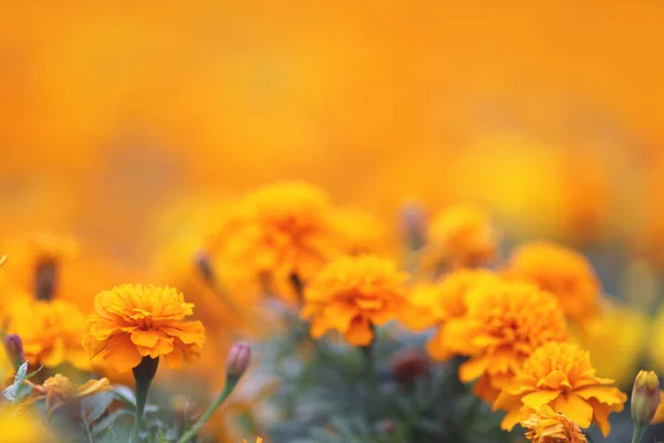 Marigolds Tagetes erecta, Mexican marigold, Aztec marigold, Afri — стокове фото