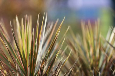 Güneşte sonbahar yaprakları. Sonbahar bulanık arkaplanı.
