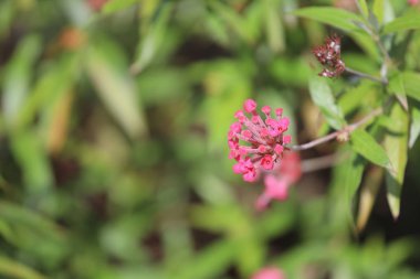 Doğada küçük pembe bir çiçek grubu.