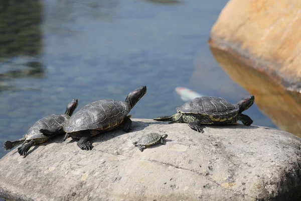 Eine gemalte Schildkröte sonnt sich am Pool — Stockfoto