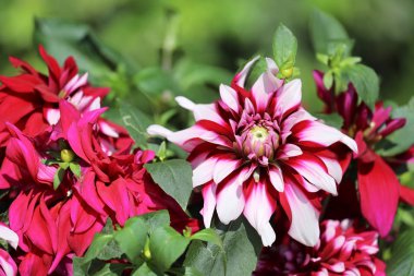 Bir demet güzel şakayık yeşil bahçeye karşı 