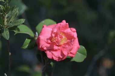 Kamelya Sosyete Sosyetesi Japonica, çift çiçek.