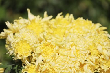 Sarı çiçek, parlak doymuş renk. Taze dolgu.