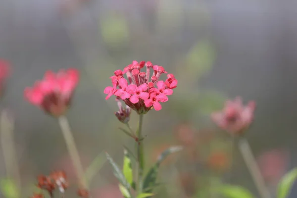 Doğada küçük pembe bir çiçek grubu. — Stok fotoğraf