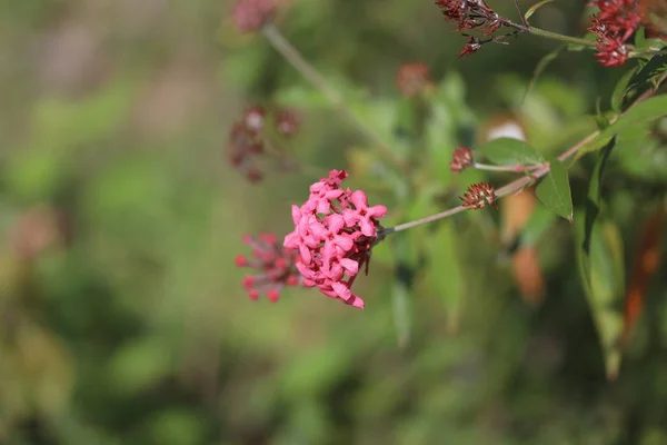 Een kleine groep roze kleur bloem in de natuur — Stockfoto