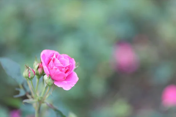 Eine kleine Rosenblüte im Park der Natur — Stockfoto