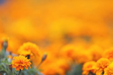 Kadife çiçekleri Tagetes erekta, Meksika kadife çiçeği, Aztek kadife çiçeği, Afri