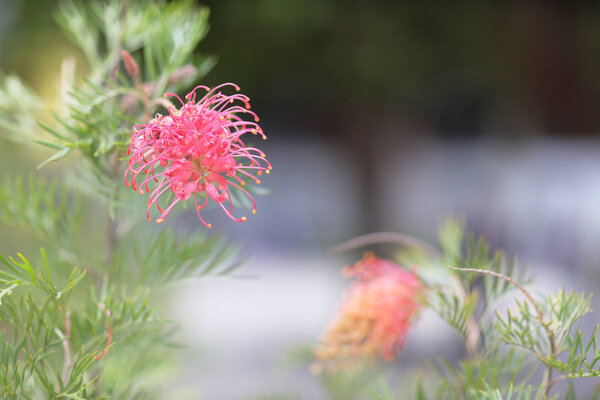 тема природы растений заднего плана
