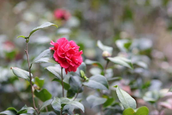 the Camellia Debutante japonica, a double bloom