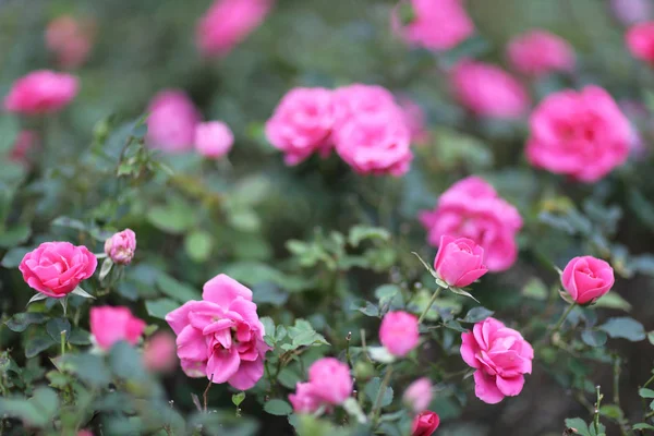 Ein Rosenblumenbusch Garten Natur zurück Boden — Stockfoto