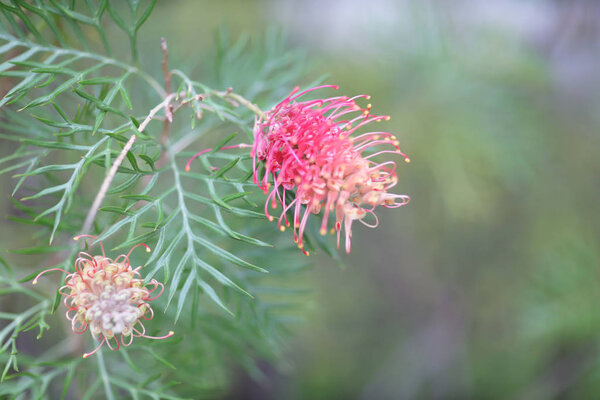 тема природы растений заднего плана
