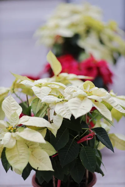Shallow depth of field on a white poinsettia in a sea of red, wh