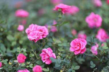 Bir gül çiçeği çalılığı arka planda doğa