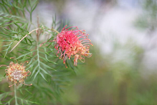 тема природы растений заднего плана
