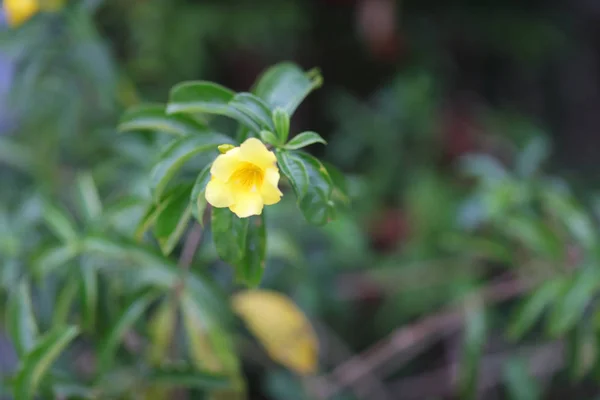 El macizo de flores en el parque en Hong Kong — Foto de Stock