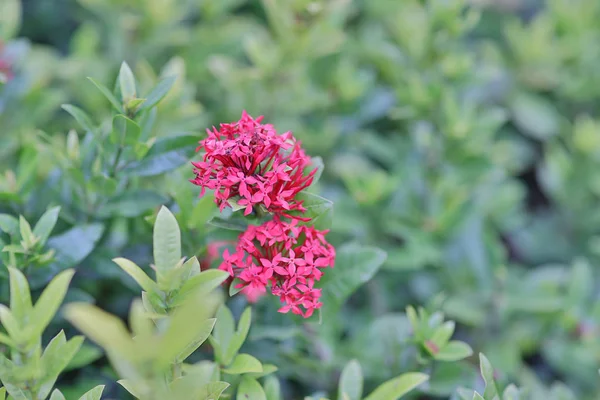 Ένα λουλούδι Rubiaceae. Ixora cocccinea λουλούδι στον κήπο. — Φωτογραφία Αρχείου