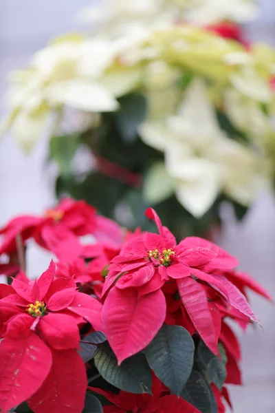 Ρηχό βάθος του πεδίου σε ένα λευκό poinsettia σε μια θάλασσα από κόκκινο, wh — Φωτογραφία Αρχείου