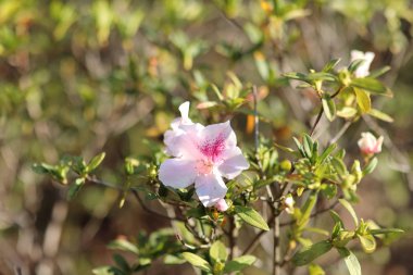 Güzel Rhododendron degronianum çiçeklerini kapatın.