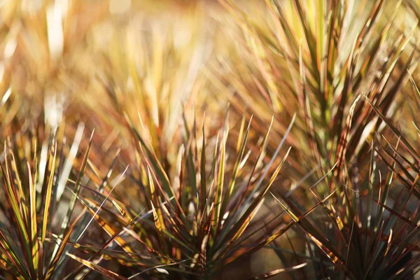 En höst Bakgrund Natur vid solljuset i parken — Stockfoto