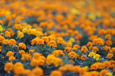 Fransız kadife çiçeğinin üst manzarası, çiçek arkaplanı.