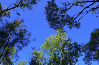 21 Aralık 2008, Eski ve büyük ağacın yakın görüntüsü