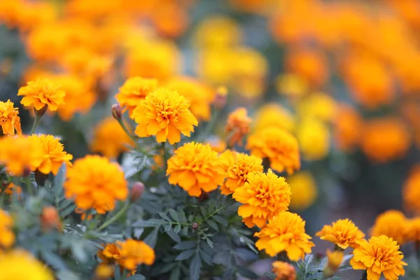 A Top view of French marigold flowe , flower back ground — Stock Photo, Image