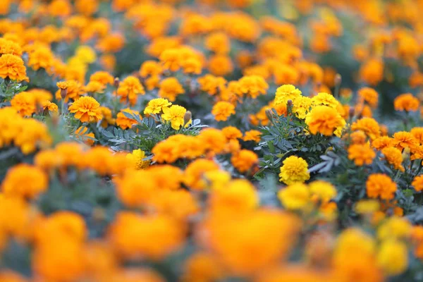 A Top view of French marigold flowe , flower back ground — Stock Photo, Image