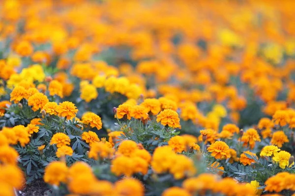 A Top view of French marigold flowe , flower back ground — Stock Photo, Image