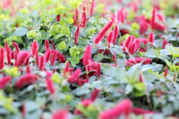 Czerwony kwiat z tłem trawy w parku — Zdjęcie stockowe