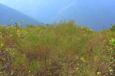 25 Aralık 2008 Hong Kong Maclehose Patikası 