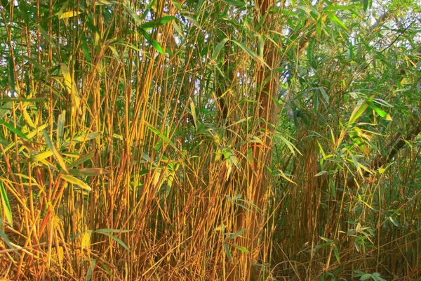 25 dec 2008 de aard van de bomen bij hong kong — Stockfoto